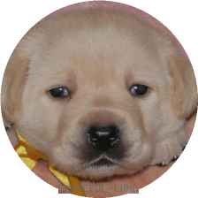 男の子(黄リボン・母犬ベローナ)